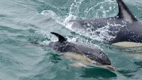 'A fighting chance': UN adopts first-ever treaty to protect high seas marine life