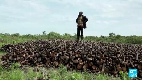 Uganda's charcoal crackdown