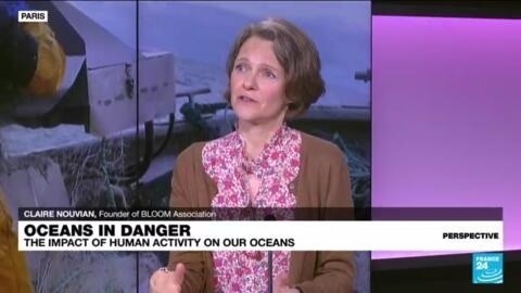 Founder of Paris-based NGO BLOOM: 'You can fish without destroying the ocean'