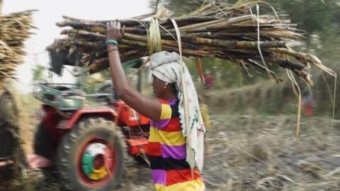 India's sugar cane industry prioritises profits over workers' welfare