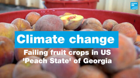 Farms in US 'Peach State' of Georgia grapple with climate change